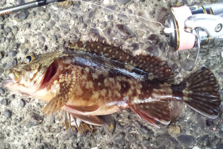 ������23�������ͳ�ɹ��ˤƥ����إåɥꥰ��