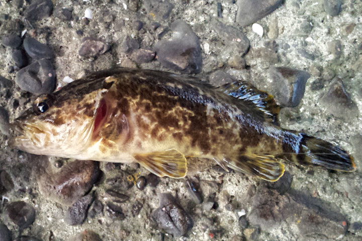 �����Υ���Х롢ͳ�ɹ��ˤƥ����إåɥꥰ��