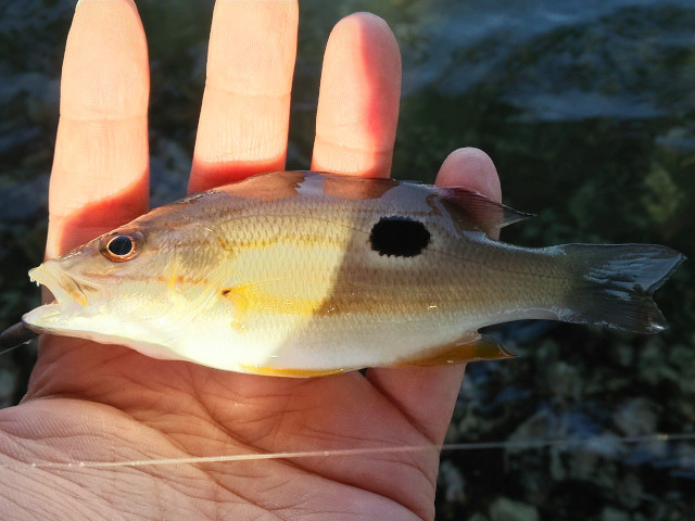 �˥������ۥ��ե�������ͳ�ɹ��ˤƥ����إåɥꥰ��