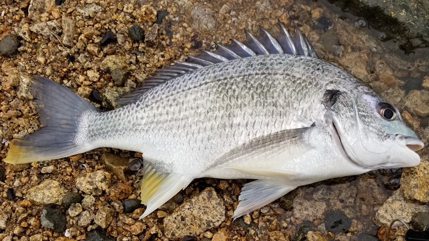 ���ӥ�38�����������ˤƥ᥿��Х��֤�