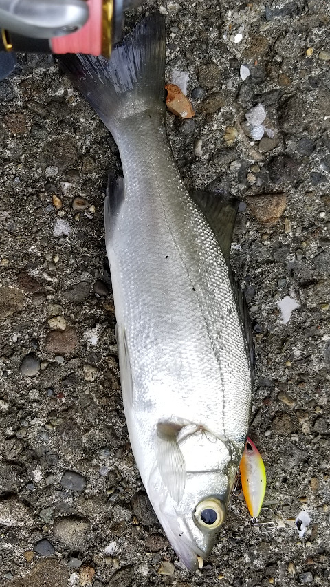 �ҥ饻��������ί��ˤƥߥΡ���