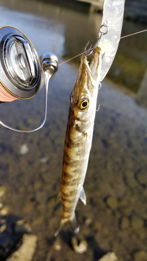 ���ޥ���ͳ����ˤƥڥ󥷥�٥��Ȥ�