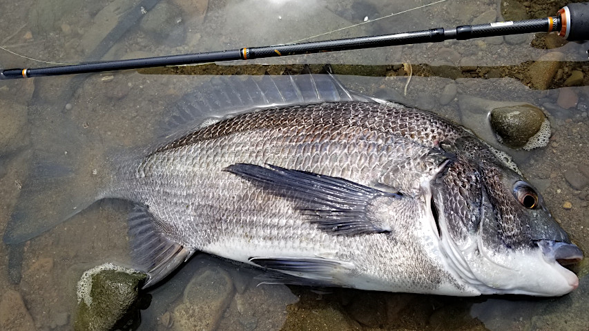 ����45�������ͳ����ˤƾ����ڥ󥷥�٥��Ȥ�