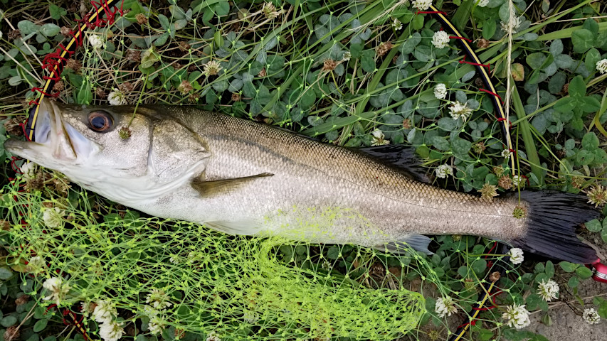 ������60�������������ˤƾ����ߥΡ���