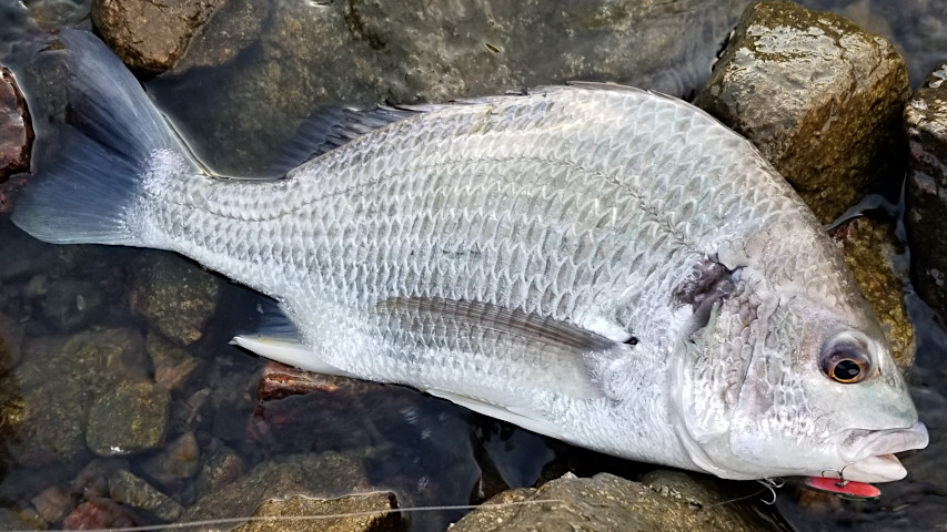 ���ӥ�42�����������ˤƥХ��֥졼������