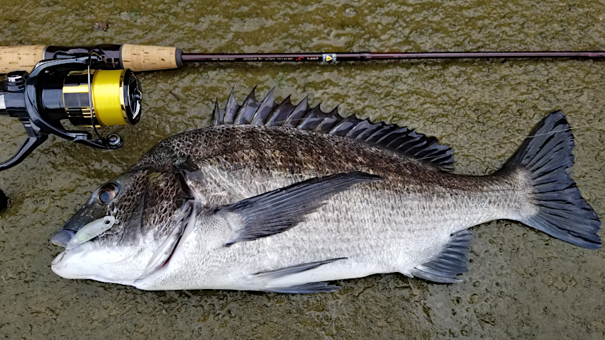 ����45�������ͳ����ˤƾ����ڥ󥷥�٥��Ȥ�