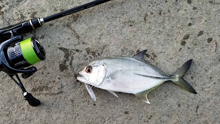 ��å���ͳ����ˤƾ����ڥ󥷥�٥��Ȥ�