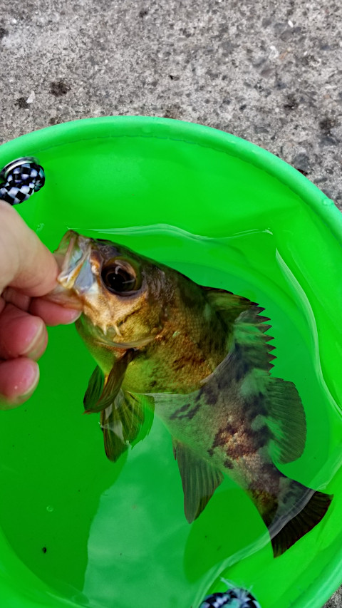 ��Х롢��ë�����ˤƥ������ߤΥ�������