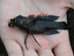 ����䤬��ä����ʥХ��������������ϰ�ˤƥ�������