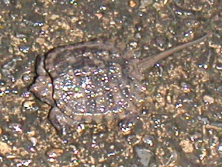 ��˥���λҶ�