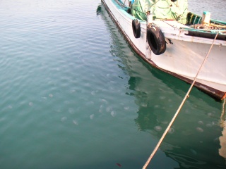 ͳ�ɹ����ⳤ¦