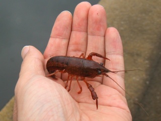 ���ꥬ�ˤλҶ�