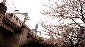 電車と桜と塔と