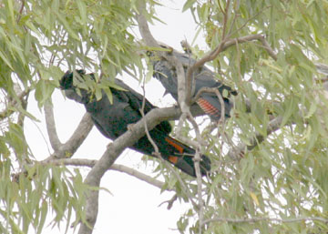 ���I�E��