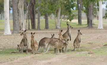 �D�F�J���K���[