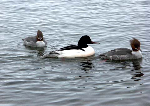 �̓A�C�T��