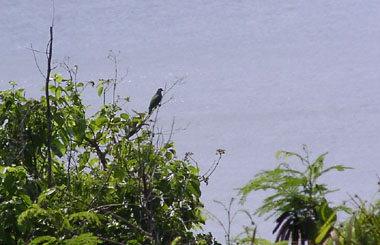 �R�o�V�q���A�I�o�g