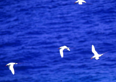 �Ԕ��M�ђ�1