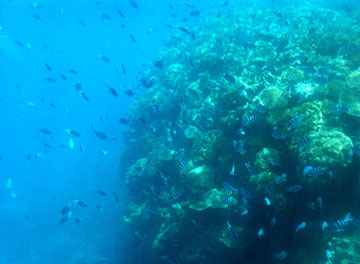 ���I�E��