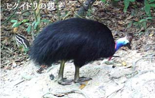 �P�A���Y��-1��