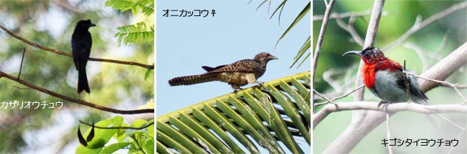 ���I�E�`���E