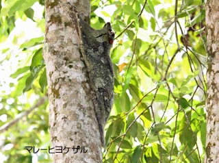 �q���P�U��