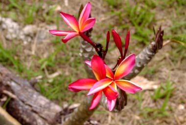 �v�������A