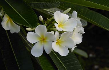 �v�������A