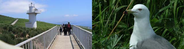 �����ό�