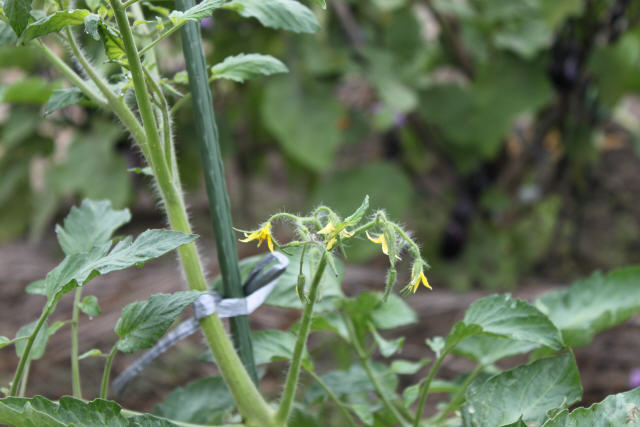 トマトの自然発芽苗に花芽