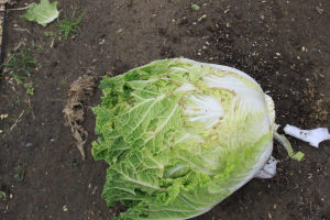 ヨウトウ虫に食べられた白菜