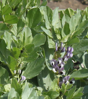 そら豆の花