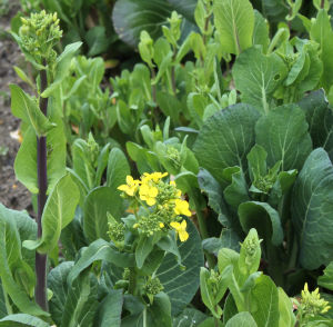 チンゲン菜の花