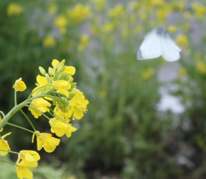 チンゲン菜の花