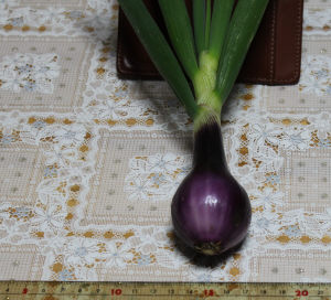 葉玉ねぎ(赤玉ねぎ)