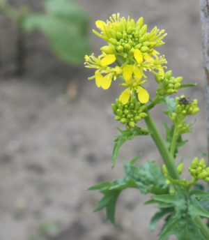 わさび菜の花