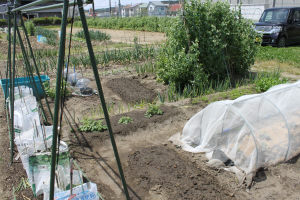 家庭菜園の様子