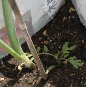 中玉トマトの植え替え