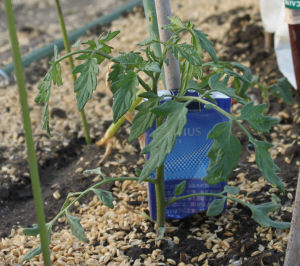 中玉トマトの植え替え