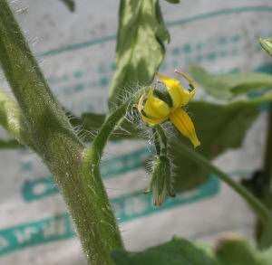 中玉トマトの花