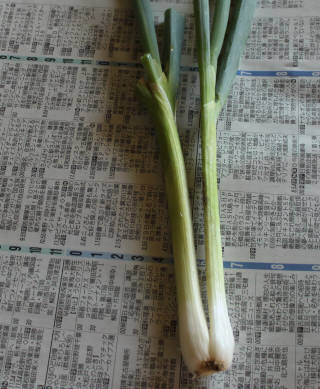 九条太ねぎの分岐