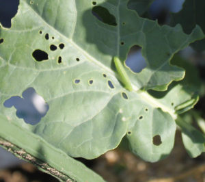 ブロッコリーの葉に芋虫、青虫