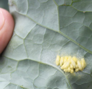 アオムシコマユバチの繭