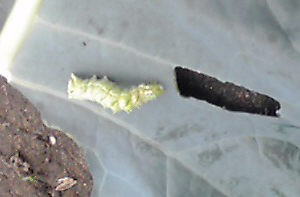 ブロッコリーの葉にいる芋虫（ウリキンウワバ）