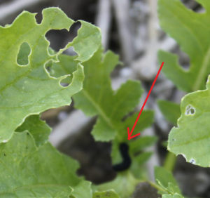 大根の葉を食べていた芋虫（クロムシ）