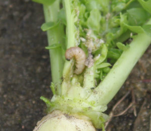 大根の芯を食べていた芋虫（シンクイムシ）