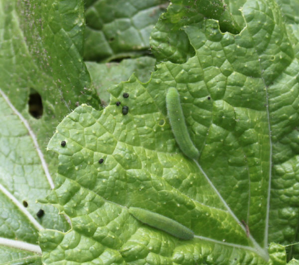 白菜の葉に芋虫、青虫