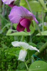 絹さやの赤花と白花