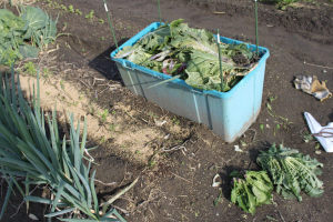 野菜の残滓入れです。底は空いています。