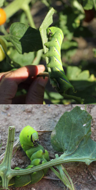 サトイモの葉を食べていた巨大な芋虫（セスジスズメ）